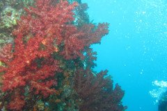 IMG_1558-.Medium