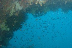 IMG_1560-.Medium