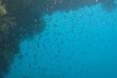 IMG_1561-.Medium