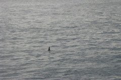 IMG_1564-.Medium