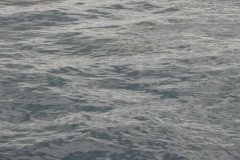 IMG_1565-.Medium