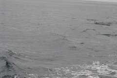 IMG_1566-.Medium