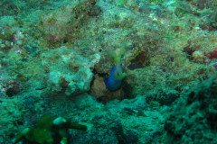 IMG_1568-.Medium