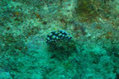 IMG_1570-.Medium