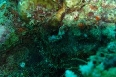 IMG_1572-.Medium