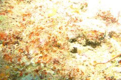 IMG_1577-.Medium