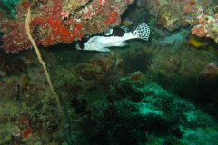 IMG_1588-.Medium
