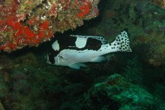 IMG_1589-.Medium