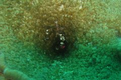 IMG_1590-.Medium