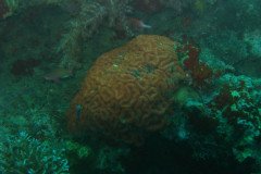 IMG_1591-.Medium