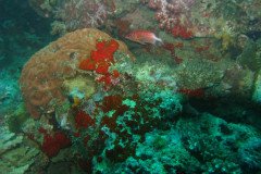 IMG_1592-.Medium