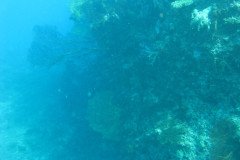 IMG_1593-.Medium