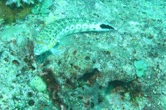 IMG_1596-.Medium