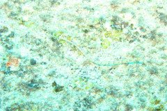 IMG_1599-.Medium