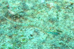 IMG_1600-.Medium