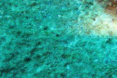 IMG_1602-.Medium