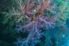 IMG_1608-.Medium
