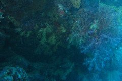 IMG_1609-.Medium