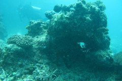 IMG_1686-.Medium