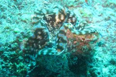 IMG_1689-.Medium