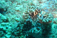 IMG_1690-.Medium