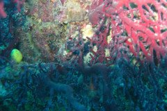 IMG_1691-.Medium