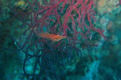 IMG_1692-.Medium