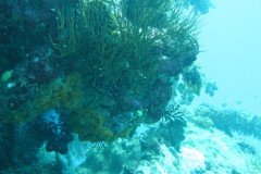 IMG_1694-.Medium