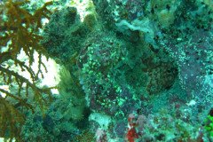 IMG_1696-.Medium