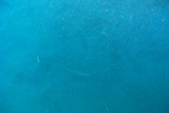 IMG_1729-.Medium