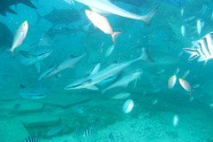 IMG_1739-.Medium