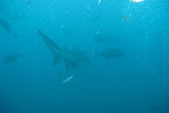 IMG_1741-.Medium