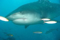 IMG_1742-.Medium