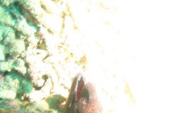 IMG_1746-.Medium
