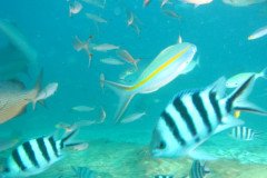 IMG_1750-.Medium
