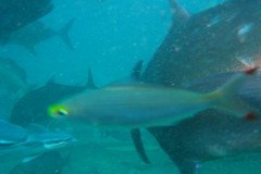 IMG_1751-.Medium