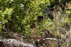 DSC00493-Medium