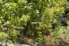 DSC00494-Medium