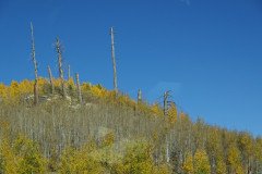 DSC00496-Medium