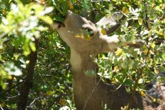 DSC03117-Medium