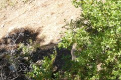 DSC03118-Medium