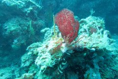 IMG_2081-.Medium