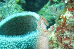 IMG_2094-.Medium