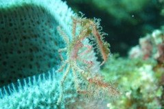 IMG_2095-.Medium