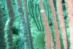 IMG_2098-.Medium