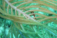 IMG_2102-.Medium