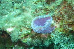 IMG_2105-.Medium