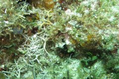 IMG_2115-.Medium