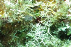 IMG_2116-.Medium