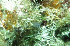 IMG_2117-.Medium